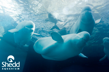 Unidentified belugas, Shedd Aquarium, undated/Shedd Aquarium, flickr.com Unidentified belugas, Shedd Aquarium, undated/Shedd Aquarium, flickr.com