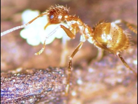Crazy ant (Nylanderia fulva)/Tom Rasberry, USA Today