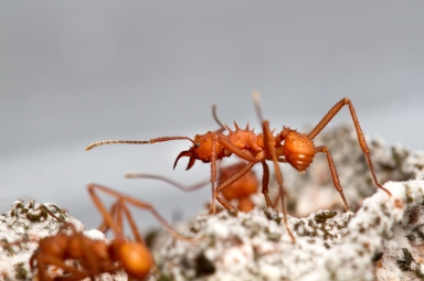 Brazilian leaf-cutting ants/Christopher Tranter, ctrander.com, livescience.com 