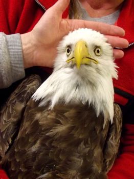 Bald eagle, now deceased, brought to Wildlife Rehabilitation Center of Northern Utah/AP, USA Today