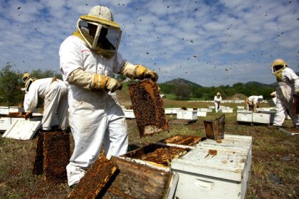 Bees & beekeepers, Big Sky Honey, Bakersfield, CA, undated/ Jim Wilson, The New York Times 