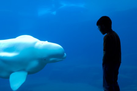 Unidentified captive beluga & human visitor, Vancouver Aquarium, British Columbia, Canada, undated/Chris Cheadle, Getty, National Geographic