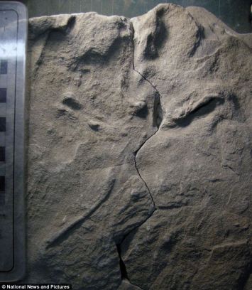 Bird track left in moist sand along riverbank in Australia approximately 105 million years ago/Anthony Martin, Emory University, National News and Pictures, Mail Online