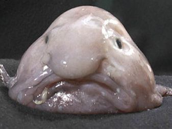 Blobfish, found in deep waters off Australia, undated/National Marine Fisheries Service, USA Today 