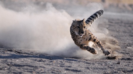 Male cheetah named Moyo chases lure, Animal Ark, Reno, NV, undated/Kevin Clifford, AP, NPR.org