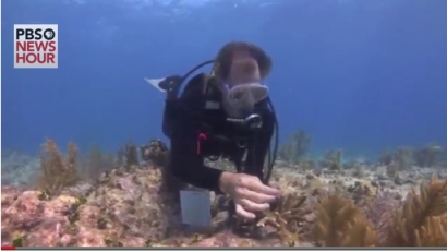 Ken Nedimyer, of Coral Restoration Foundation, inspects dying coral in Florida Keys, undated/PBS.org
