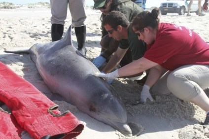 Officials examine dead dolphin, Long Island, NY, August 9, 2013/Riverhead Foundation for Marine Research and Preservation, Reuters, The Washington Post