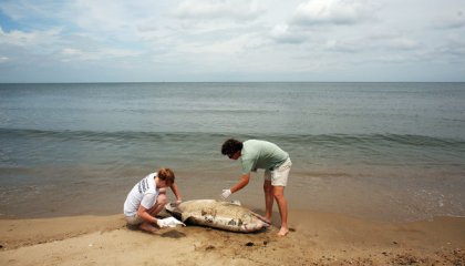 Members of Virginia Aqaurium Stranding Response Team examine dead dolphin, Norfolk, summer 2013/Dorothy Edwards, The Virginian-Pilot, AP, The New York Times