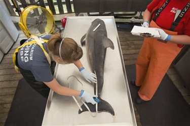 Staffer performs necropsy on dead dolphin, Virginia Aquarium Marine Animal Care Center, Virginia Beach, VA, August 6, 2013/L. Todd Spencer, The Virginian-Pilot, AP