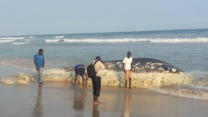 Dead whale, Ghana, undated/BBC News