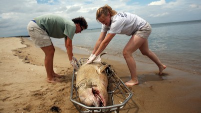 Dead dolphin, Virginia coastline, undated/Dorothy Edwards, The Virginia Pilot, AP, Quartz