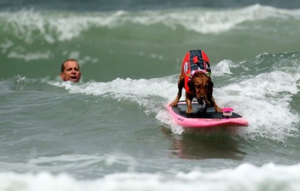 Surfer Scott Chandler & identified dog at the Purina Incredible Surf Dog Challenge, undated/Robert Ochoa, Examiner.com