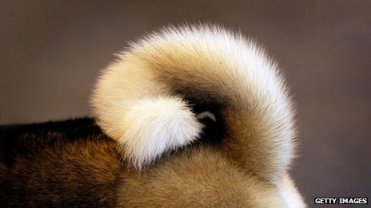 Unidentified dog tail/Getty, BBC News