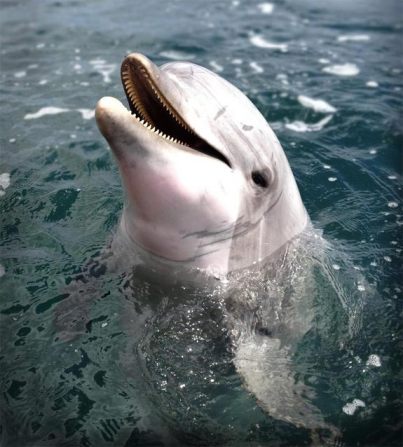 Unidentified Bottlenose dolphin/Brian Branstetter, livescience.com