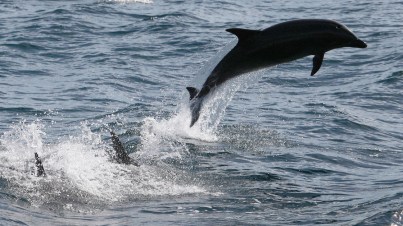 Bottlenose dolphins, Dana Point, CA, undated/David McNew, Getty, NPR.org