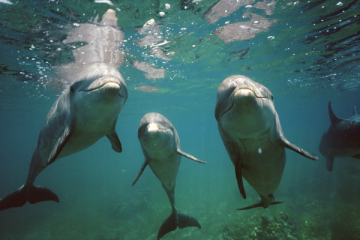 Unidentified dolphins, probably captive, undated/Stuart Westmorland, Getty, Time Magazine