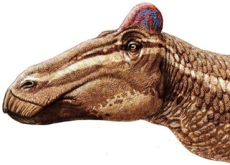 Artist's rendering based on fossil find of duck-billed dinosaur with fleshy comb/Design&Trend
