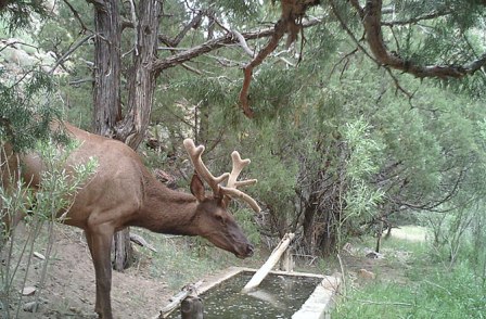 Elk drinks from Bureau of Land Mangement watering station, Colorado/Bureau of Land Management, Discovery News