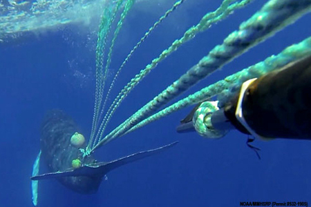 Entangled male humpback moments before being freed by rescuers operating knife on pole (right), near Lahaina, Hawaii, March 11, 2013/HIHWNMS | NOAA MMHSRP permit #932-1905, OurAmazingPlanet