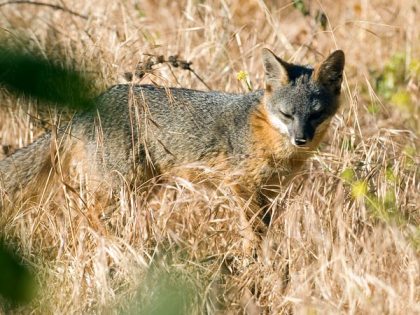 Island fox, Santa Cruz Island, CA, undated/Rich Reid, National Geographic