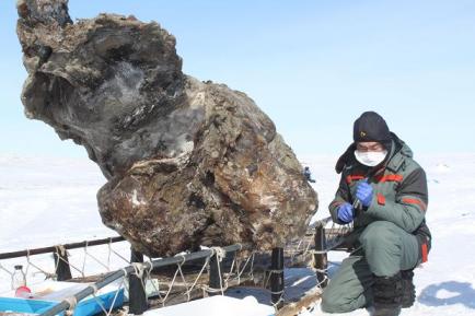 Frozen female mammoth found on remote Arctic Island, undated/Semyon Grigoryev, The Times of London