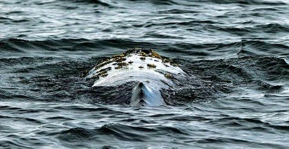 Gray whale near Long Beach, undated/Gina Ferazzi, Los Angeles Times