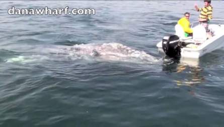 2 Gray whales check out small boat and boaters, Dana Point, California, March 17, 2013/ WIVB.com