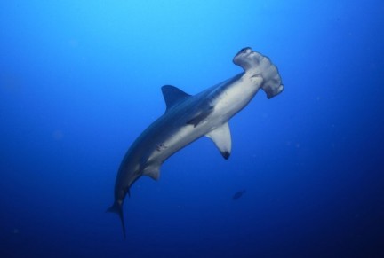Scalloped hammerhead shark, undated/Thinkstock.com, RedOrbit.com