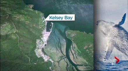 Location of collision between breaching Humpback and boat, Johnstone Strait, B.C./Global News