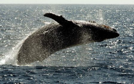 North Pacific Humpback, off Maui, Hawaii, January 23, 2005/Reed Saxon, AP, Global News