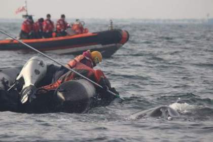 Rescuers free young humpback entangled in fishing gear off Manasquan, NJ, Nov 15, 2013/Marine Mammal Stranding Center, Asbury Park Press