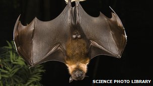 Indian flying fox, location & date unknown/Science Photo Library, BBC News