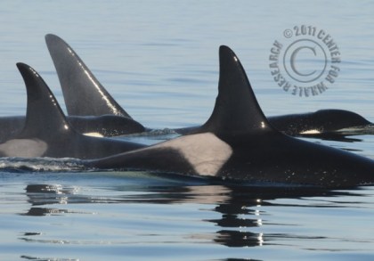 Members of J Pod, including Granny, believed to be 100 years old (individual IDs unclear), San Juan Islands, off Washington State, May 15, 2013/Astrid van Ginniken, Center for Whale Research, Seattle PI