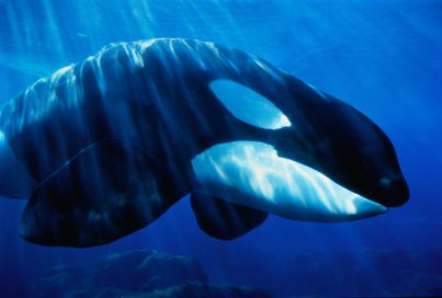 Captive killer whale, possibly Tilikum, undated/John Warden, Getty Images, Takepart.com