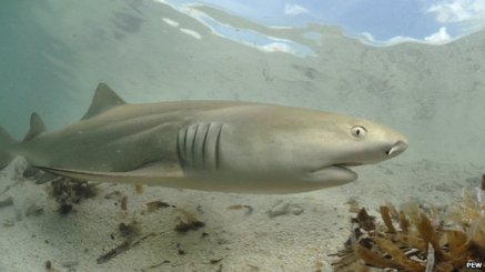 Female lemon shark/PEW, BBC News