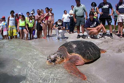 Female Loggerhead turtle heads into Atlantic waters after release, Key Biscayne, FL, 2004/U.S. News & World Report