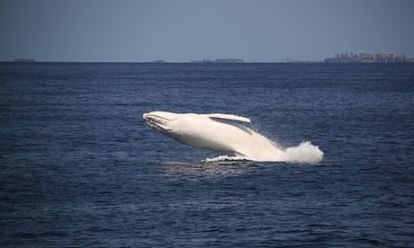 Migaloo, the white humpback, off Australia's Gold Coast, Sept. 27, 2012/Sea World Whale Watch, The Guardian