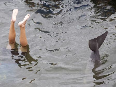 "Blindfolded" captive Bottlenose dolphin named Tanner mimics trainer Wade Davey at Dolphin Research Center, Grassy Key, FL, undated/ Wilfredo Lee, AP