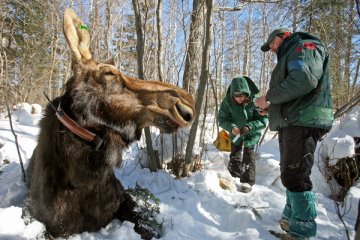 Research biologist Mark Keech and veterinarian Tiffany Wolf fit moose with radio collar, Minnesota, undated/Brian Peterson, Minneapolis Star Tribune, The New York Times