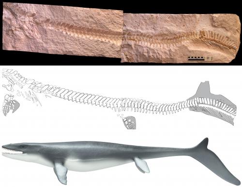 Mosasaur fossil with impression of sharklike tail fin, undated/John Lindgren (photo & sketch), Stefan Sølberg, Prognathodon sp (reconstruction), Phys.org
