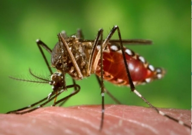 Aedes aegypti mosquito/wikicommons, University Herald