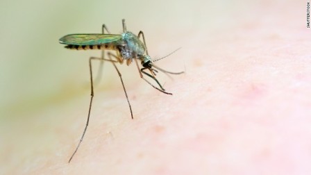 Unidentified species of mosquito/Shutterstock, CNN
