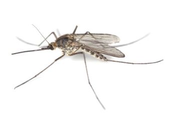 Unidentified species of mosquito/Henrik Larsson, Getty, USA Today 
