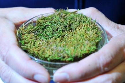 Moss grown from 400-year-old sample exposed by Arctic glacier melt/Shaughn Butts, Edmonton Journal