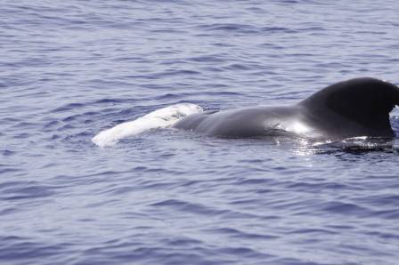 Adult pilot whale supporting dead juvenile, La Gomera, Canary Islands,August 2/Volker Smit, M.E.E.R. e.V.