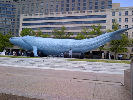 Mz Blue, Great Whale Conservancy's Lifesized, 90-Foot, Inflatable Blue Whale, Washington, D.C., 4/22/13/NRDC