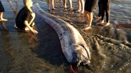 14-foot long Oarfish, Oceanside Harbor, CA, Oct 18, 2013/Mark Bussey, AP, ABC News 