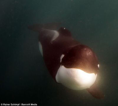 Young orca, missing dorsal and right pec, off Port Elizabeth, South Africa, undated/ Rainer Schimpf, Mail Online