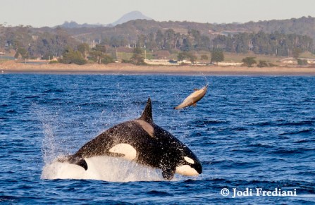 Transient killer whale rams common dolphin, Monterey Bay, CA, 2013/Jodi Frediani, Wired.com