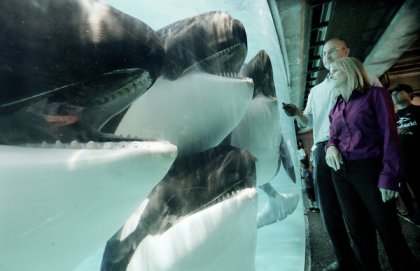SeaWorld Orlando curator of animal training Kelly Flaherty Clark and vice president of veterinarian services Christopher Dold with four of the orcas they feel fine about keeping in tanks, SeaWorld San Diego,undated/ Sandy Huffaker, The New York Times